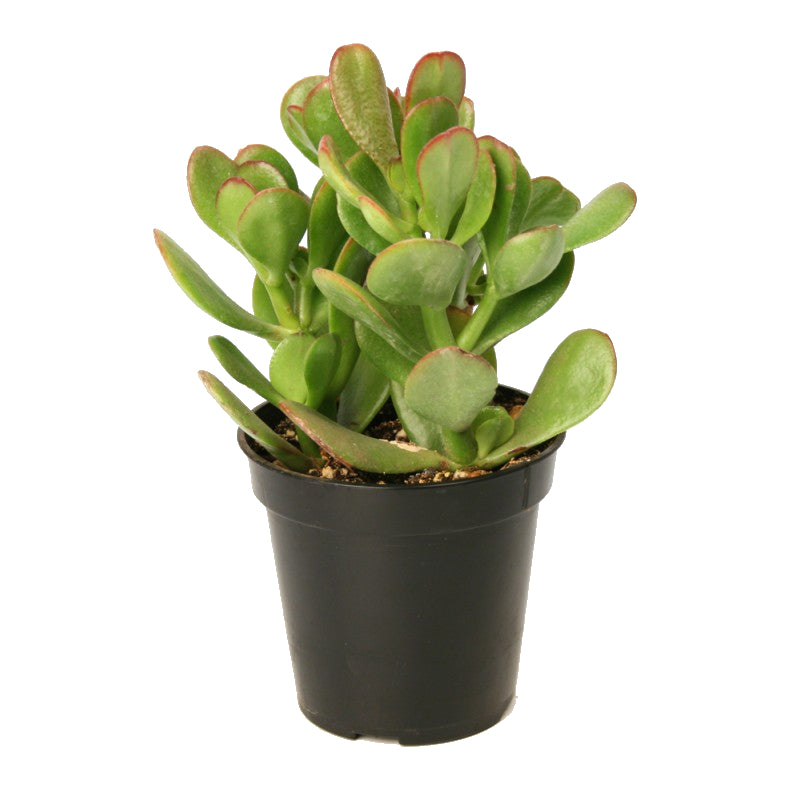 planta de jade