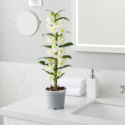 orquidea blanbu dendrobium