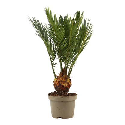 cycas revoluta comprar