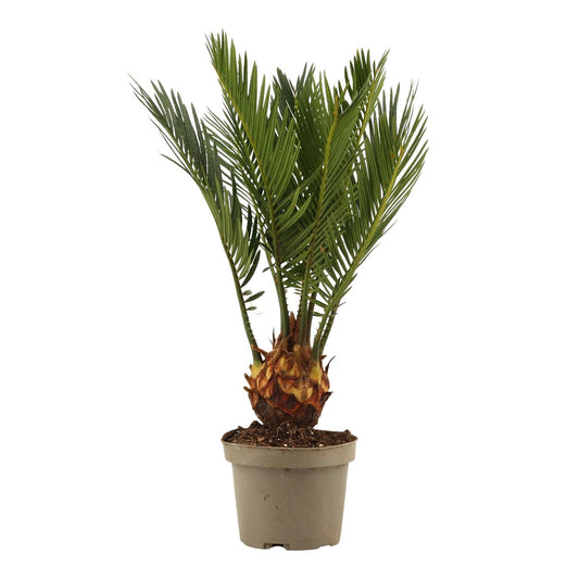 cycas revoluta comprar