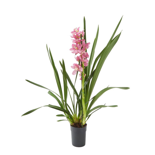 Cymbidium Hybridum