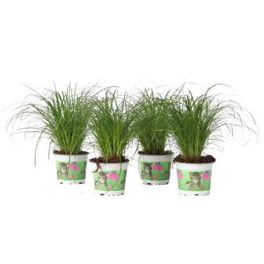 Hierba de Gato - Pack  de 4