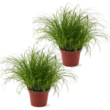 cyperus gatos