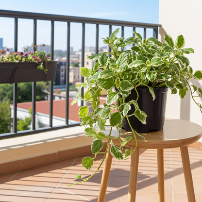 planta incienso natural