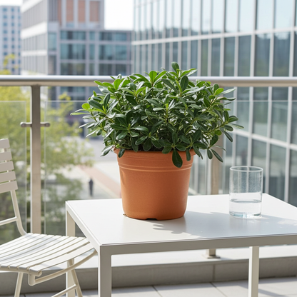 comprar pittosporum 