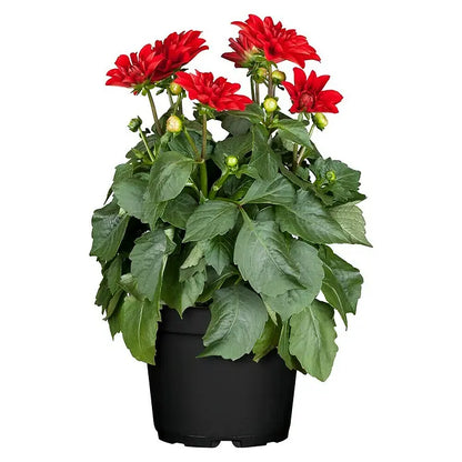 dahlia