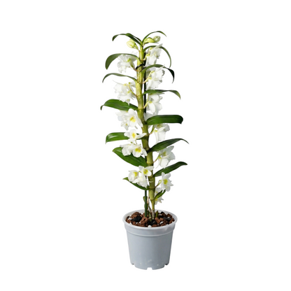 Dendrobium Nobile