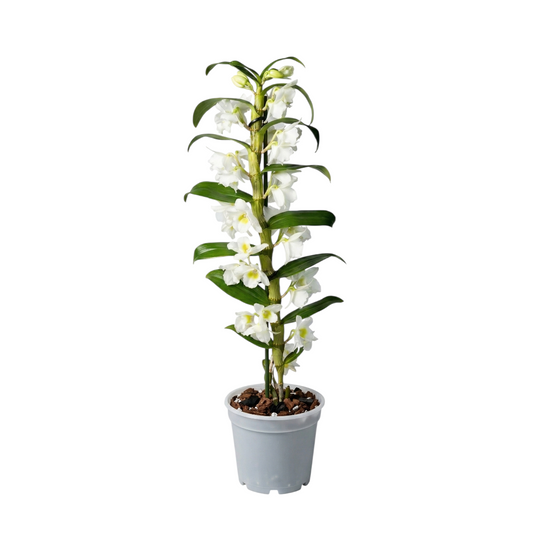 Dendrobium Nobile