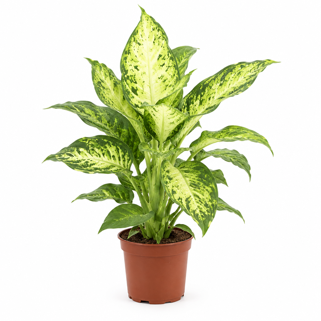 Dieffenbachia Amy · Ø12 cm · Altura 45-50 cm