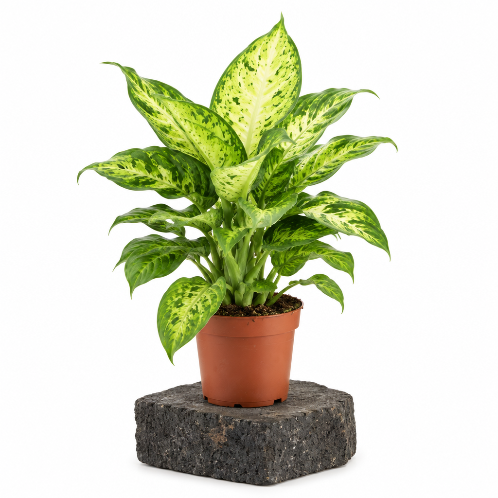Dieffenbachia Amy · Ø12 cm · Altura 45-50 cm