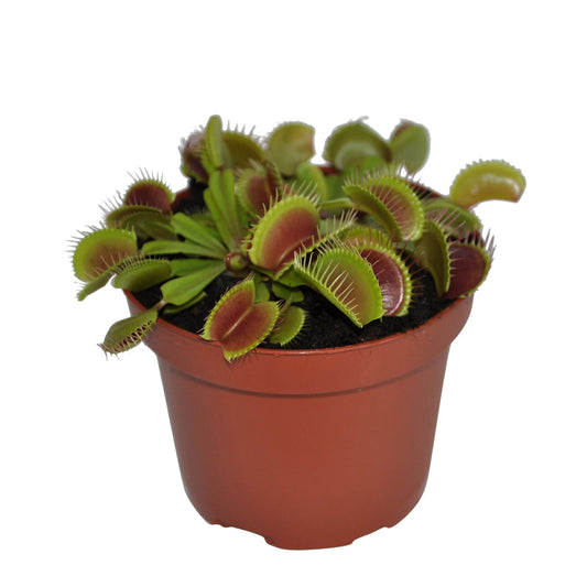 Dionaea Muscipula Venus Atrapamoscas