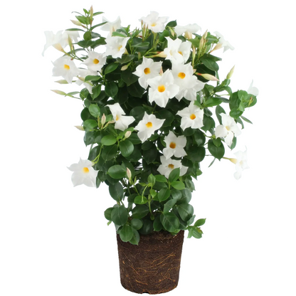 dipladenia blanca