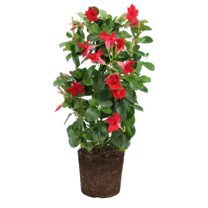 dipladenia roja