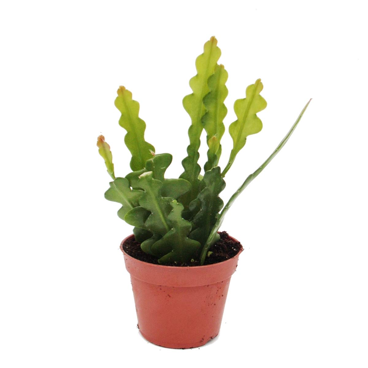 Disocactus Anguliger