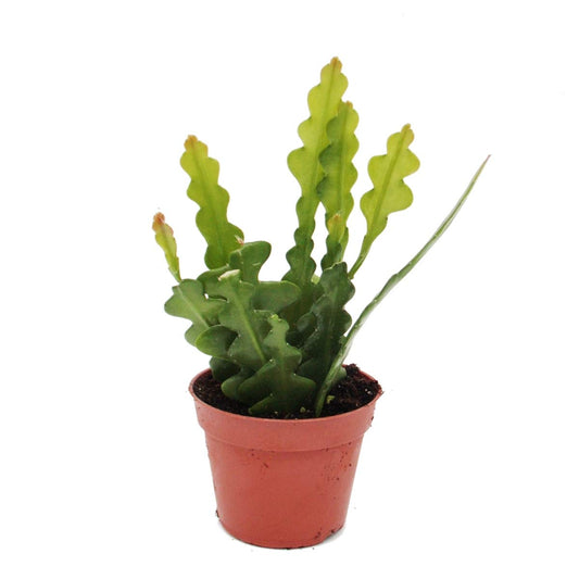Disocactus Anguliger