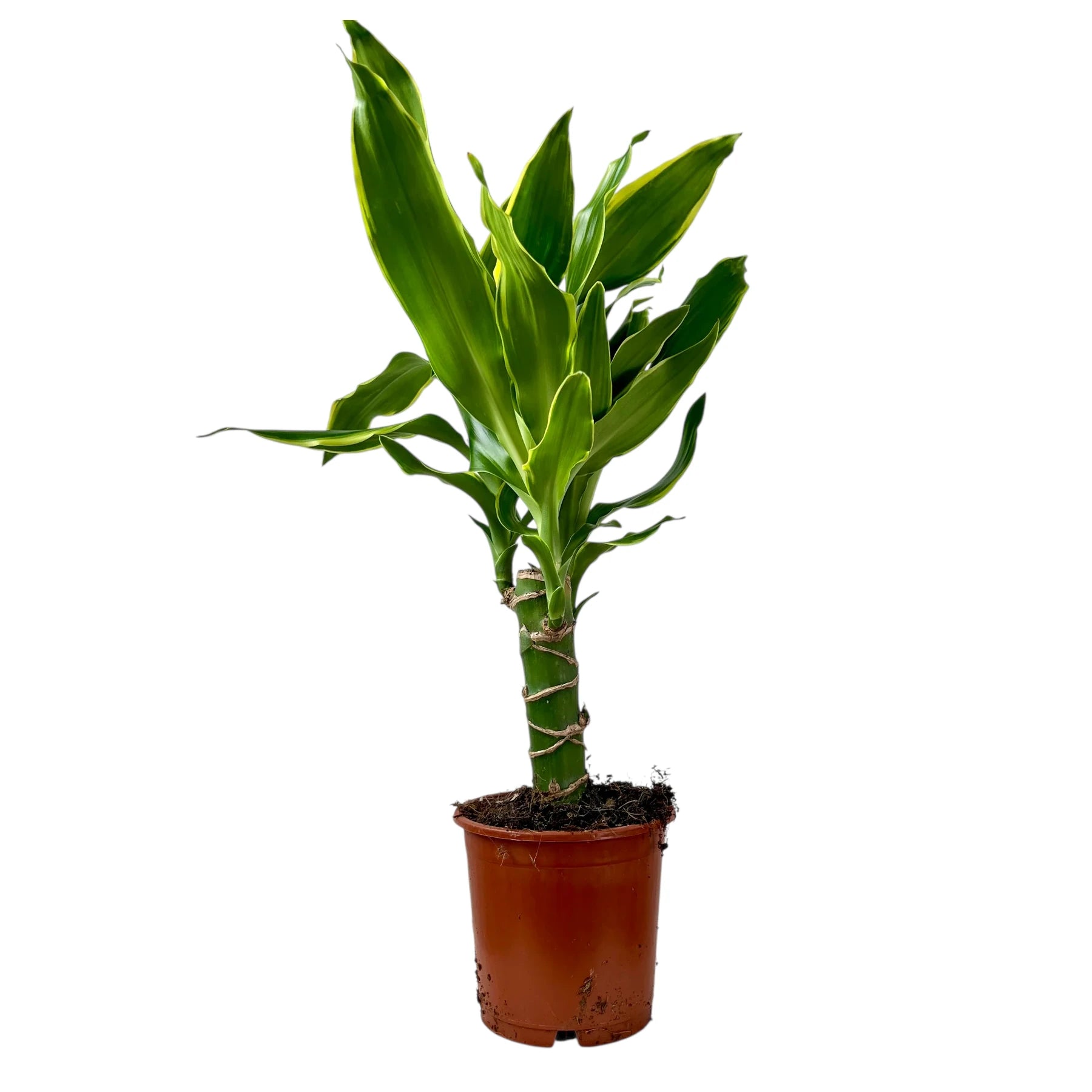 Dracaena Fragrans Golden Coast