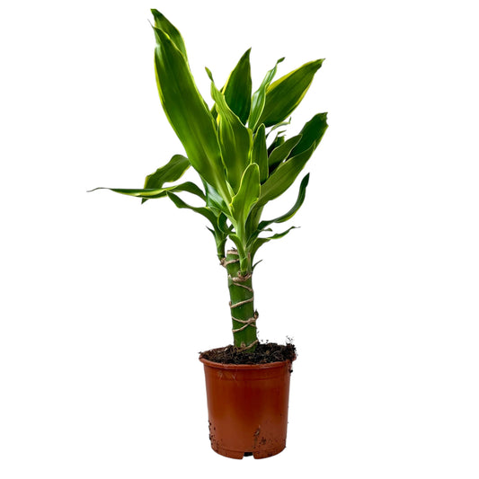 Dracaena Fragrans Golden Coast