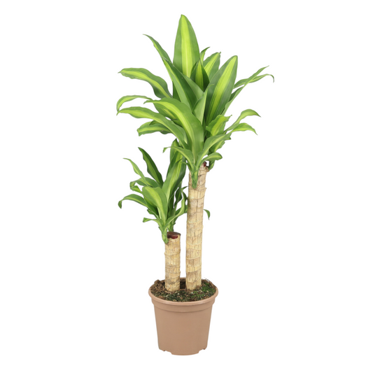 Dracaena Fragrans Massangeana 2 Troncos