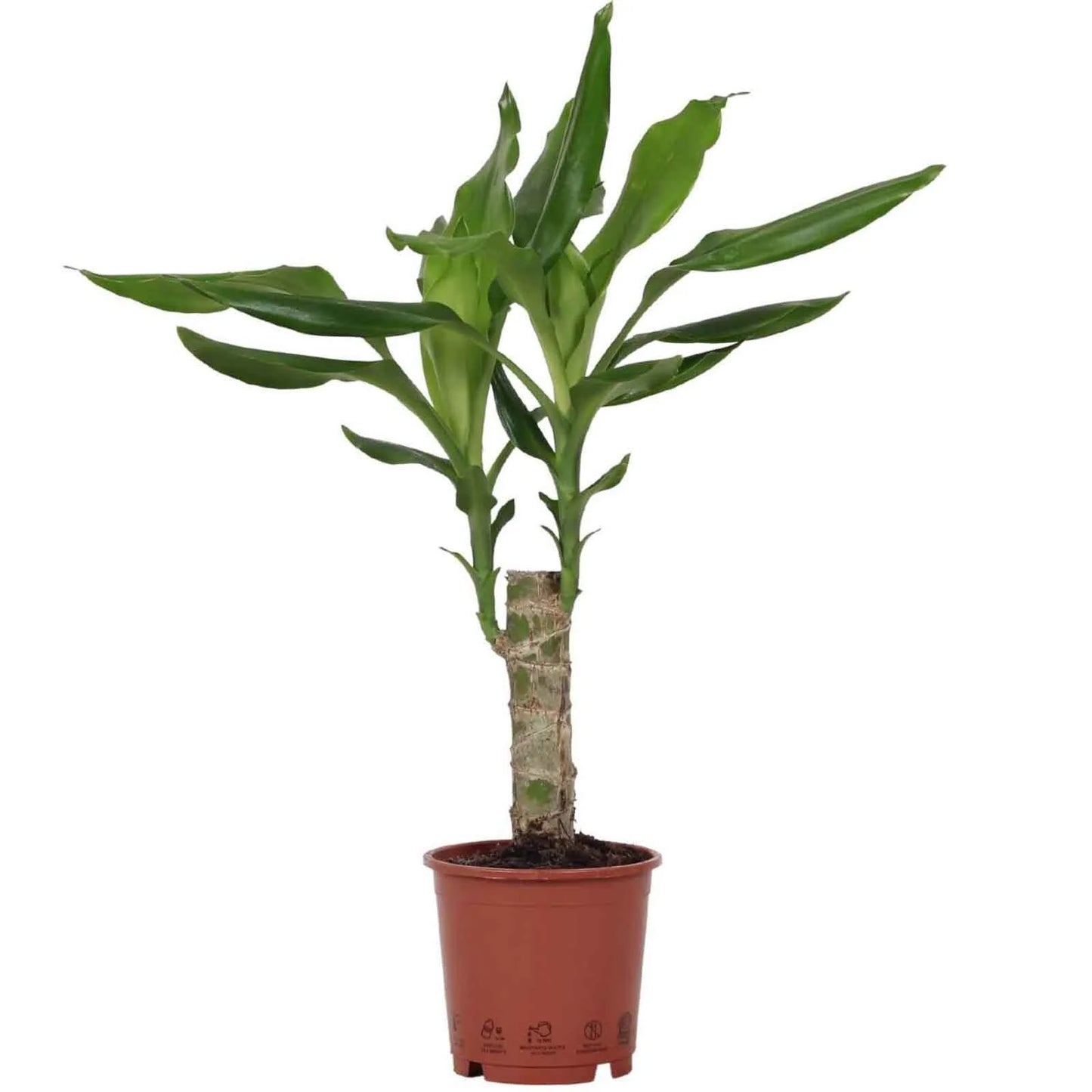 Dracaena Fragrans Steudneri