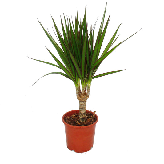 Dracaena Marginata Drácena