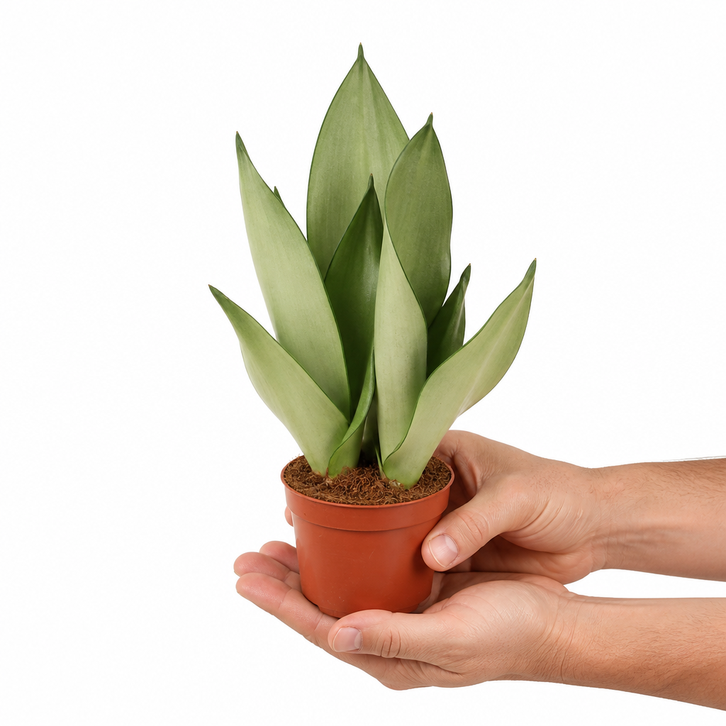 Sansevieria Moonshine · fotografía 2
