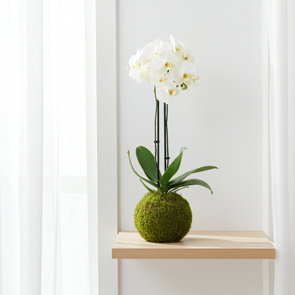 orquidea blanca kokedama