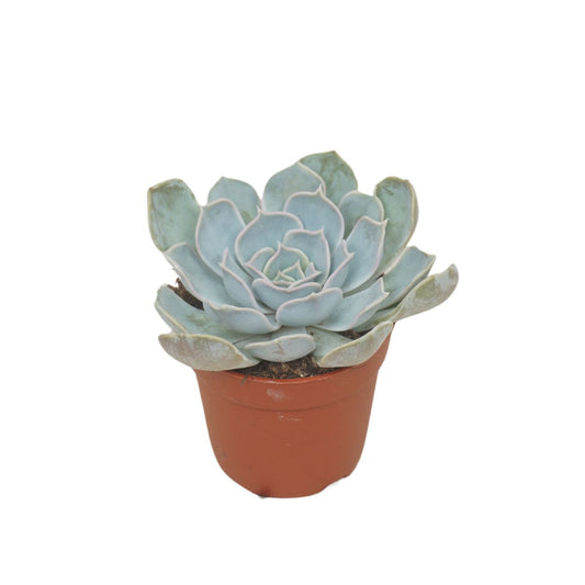 Echeveria Lilacina