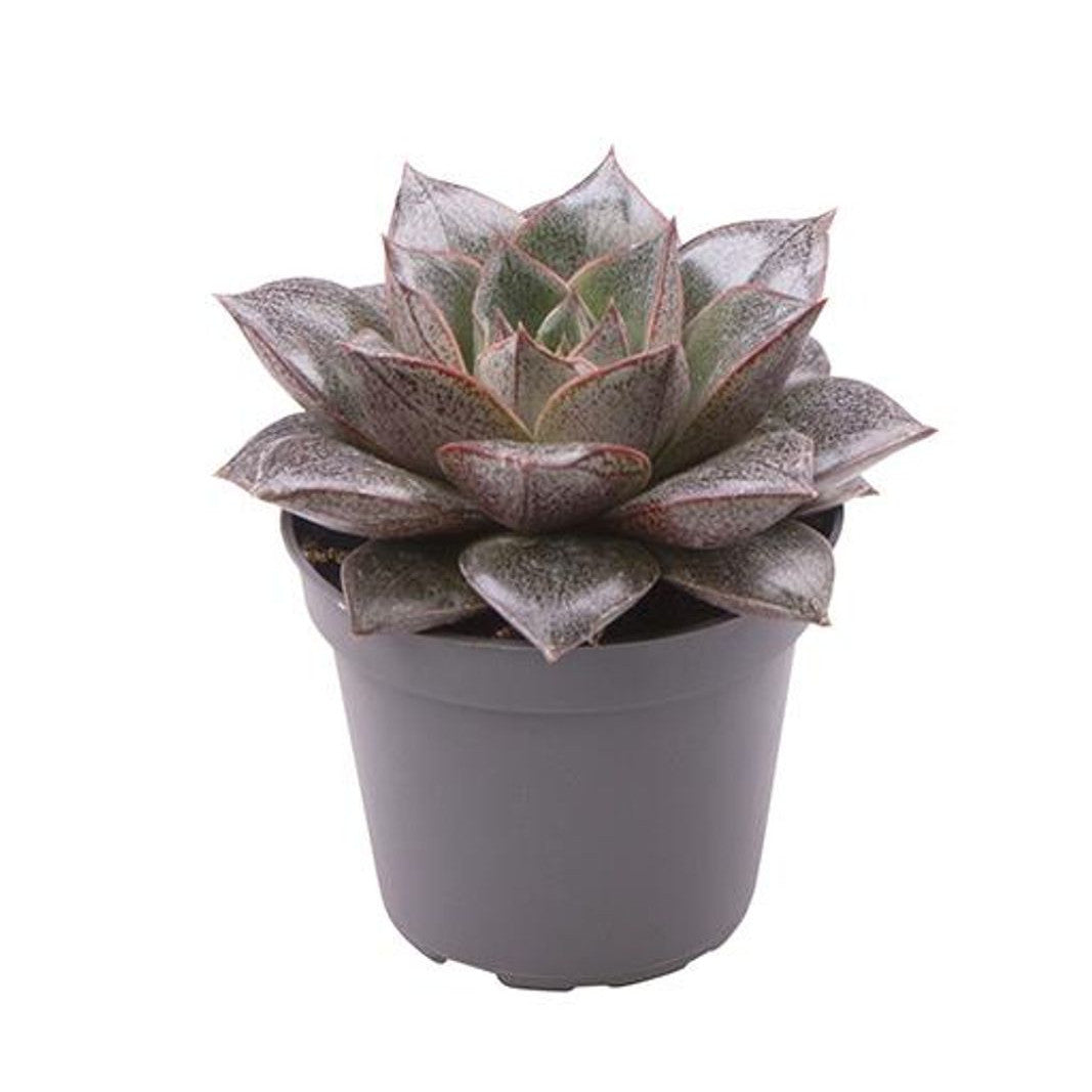 Echeveria Purpusorum