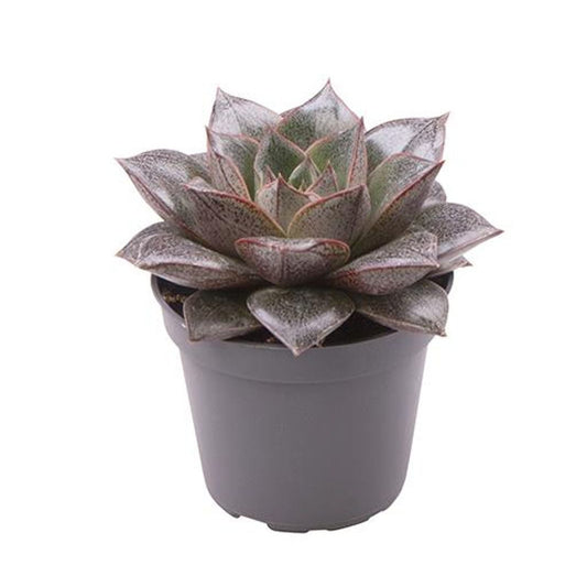 Echeveria Purpusorum