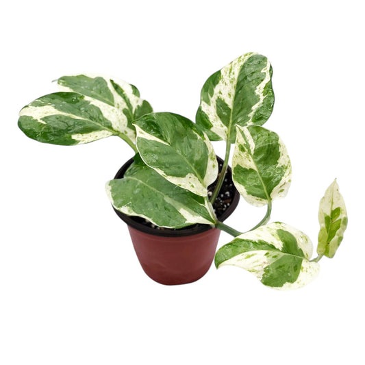 Epipremnum Pearl Jade