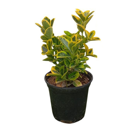 euonymus japonicus dorado