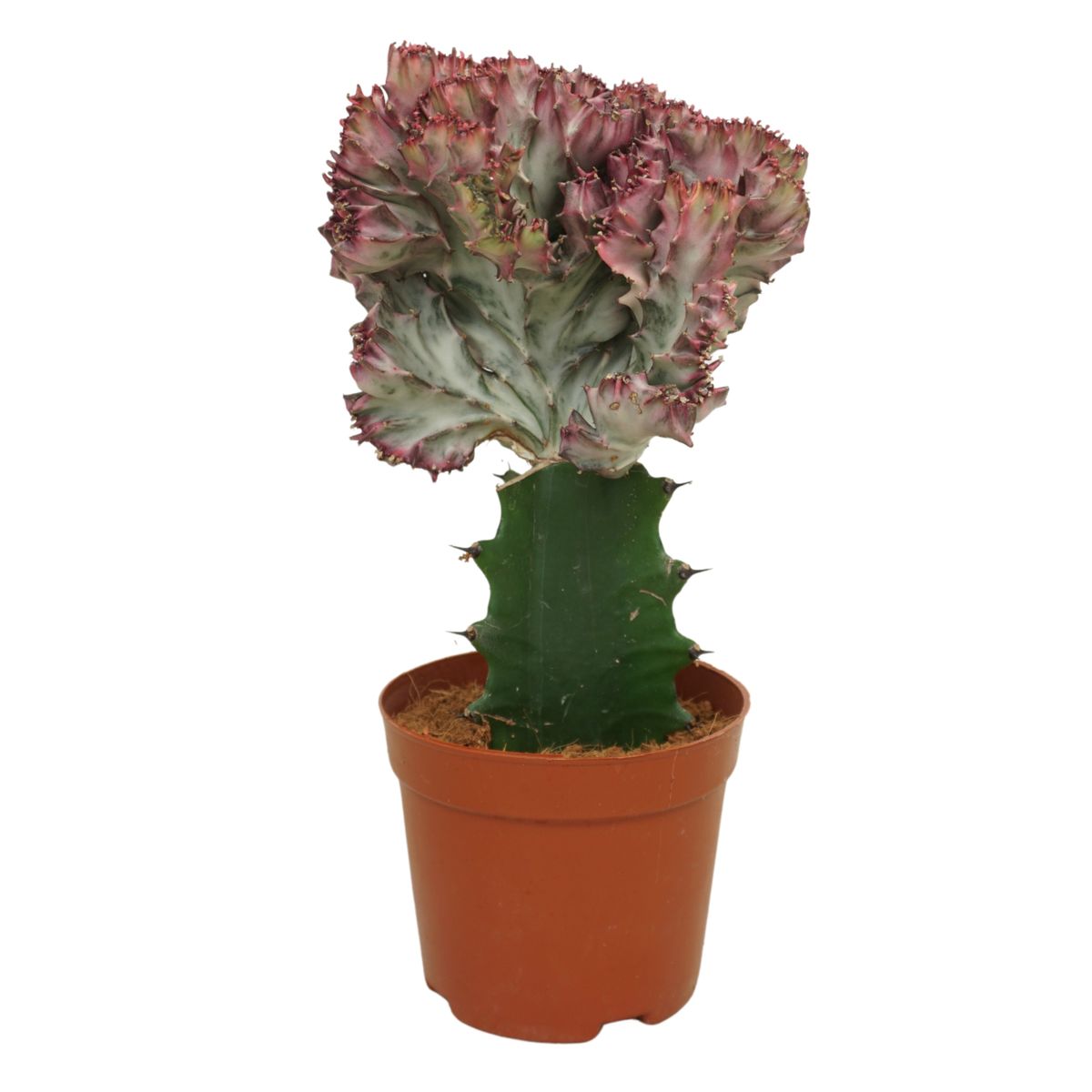 Euphorbia Lactea Cristata
