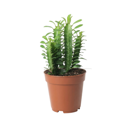 euphorbia trigona