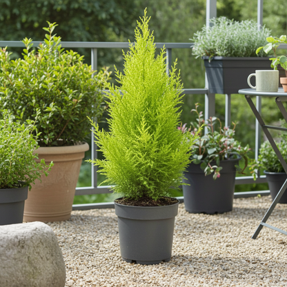 goldcrest planta natural