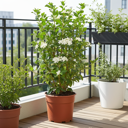 arbusto viburnum 