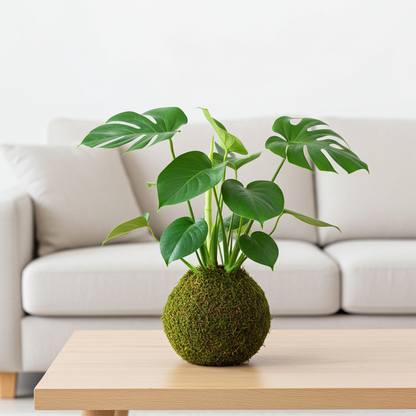 kokedama monstera