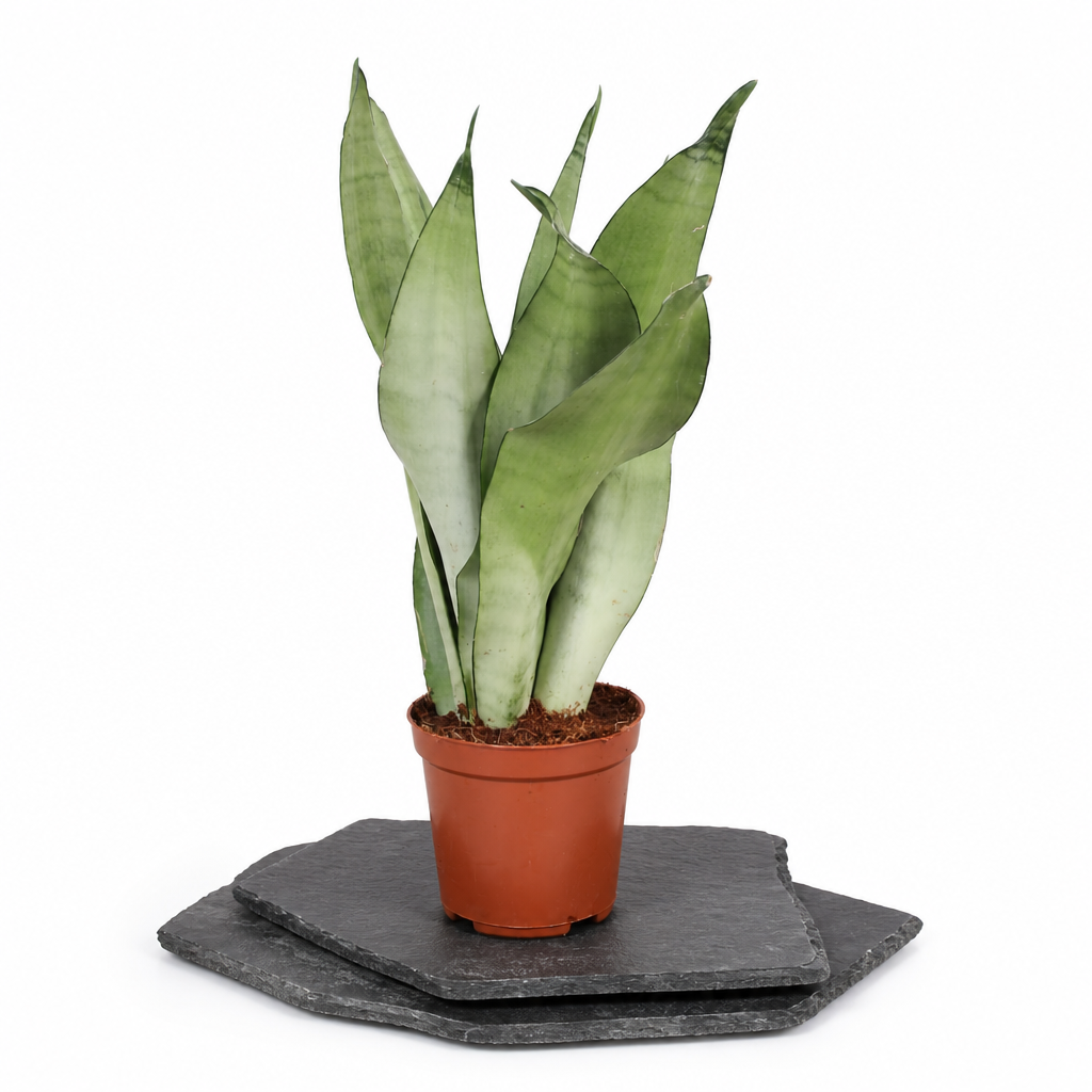 Sansevieria Moonshine · fotografía 3