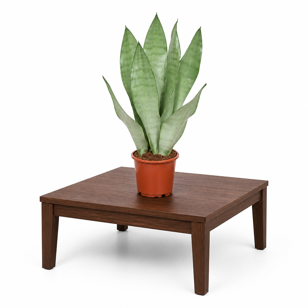 Sansevieria Moonshine · fotografía 4
