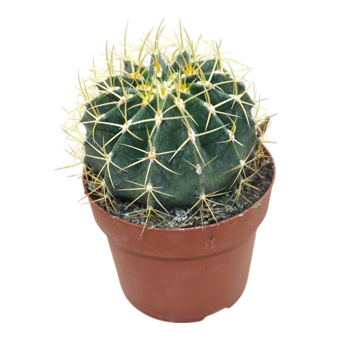 Ferocactus Schwarzii