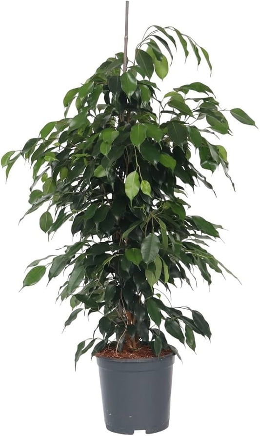 Ficus Benjamina