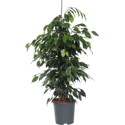 ficus benjamina