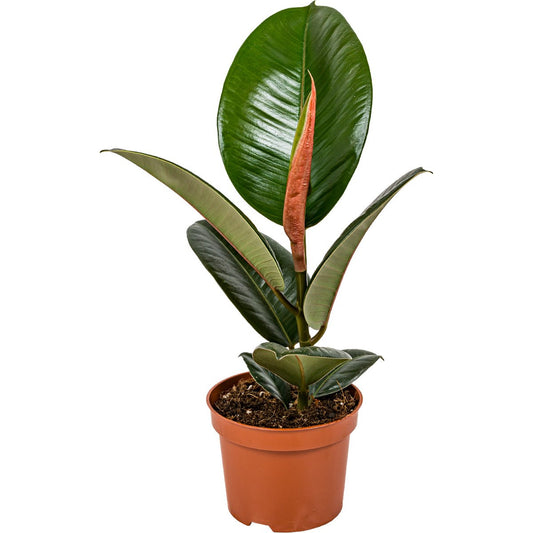 Ficus Elastica