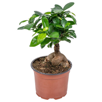 ficus ginseng