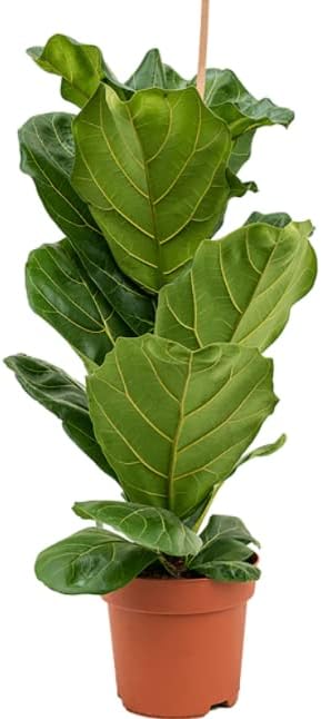 Ficus Lyrata Higuera Hoja Violín