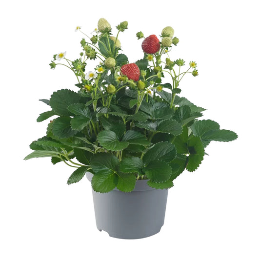 Fragaria Ananassa