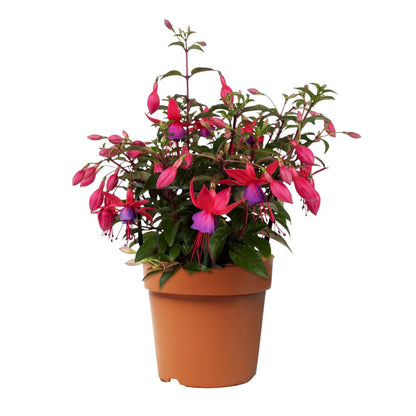 Fuchsia 