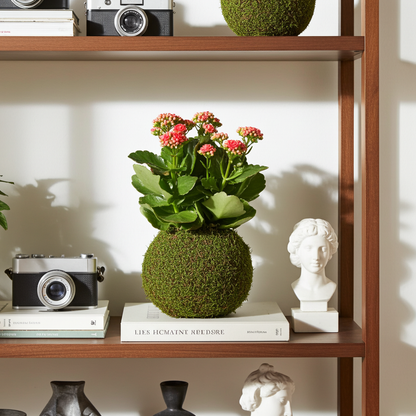 kokedama de kalanchoe