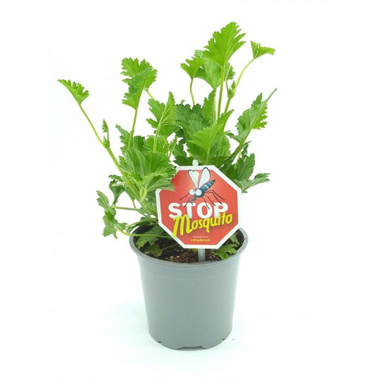 geranio antimosquitos