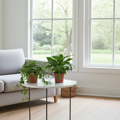 plantas interior naturales