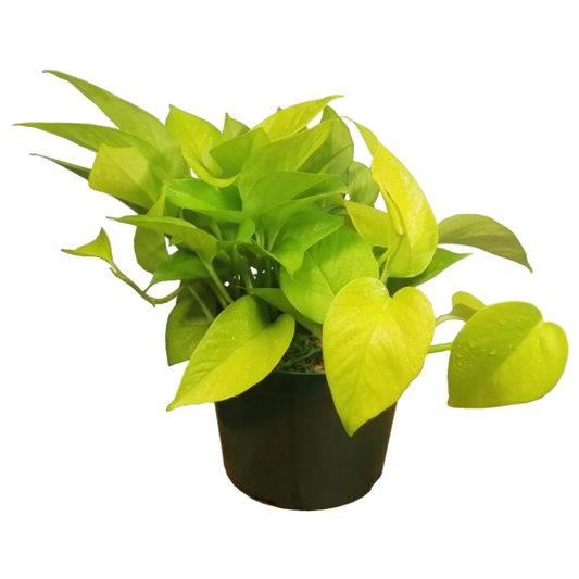 Golden Pothos Potos Neón